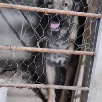 سگ نگهبان سرابی