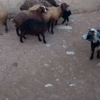 میشوبره