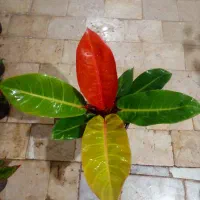 گل های شاداب و رنگارنگ