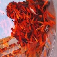 ماهی گلی|ماهی|قم, چهل درخت‎|دیوار