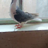 ماده شیرازی