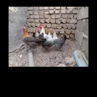 جوجه لاکنولاررنگ آلبینو