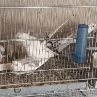 فروش عروس هلندی.برزیلی از سالن پرورش بازدید صحنه