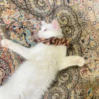 گربه|گربه|اهواز, گلستان|دیوار