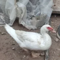 خروس  اردک اسراییلی