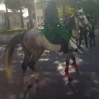 فروش اسب