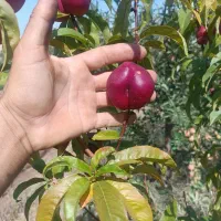 میوه|خوردنی و آشامیدنی|نظر کهریزی, |دیوار