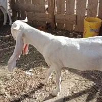 بز گلابی اصل|حیوانات مزرعه|زابل, |دیوار