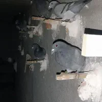 کبوتر مسافتی