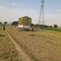 یونجه جوان چین ۴و۵با اب چاه|حیوانات مزرعه|بروجرد, |دیوار