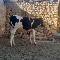 گوساله  نر درجه یک مخصوص پلواری
