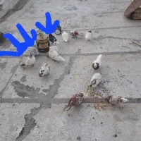 کفترباخت رفته