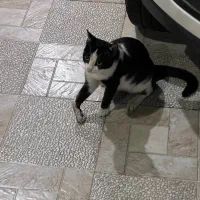 وگذاری گربه رایگان