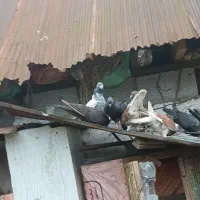 کبوتر|پرنده|لاهیجان, بازکیاگوراب|دیوار