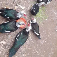 اوردک‌تخمگذار