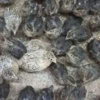 جوجه بلدرچین و بلدرچین تخم گذار