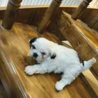 سگ دو ماهه نژاد شیتزو