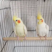 عروس هلندی لوتینو