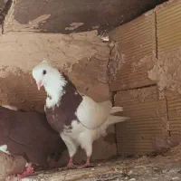 کبوتر عرب للحلی کاکلی ،طوقی،و زنگی و مسافتی|پرنده|مراغه, |دیوار