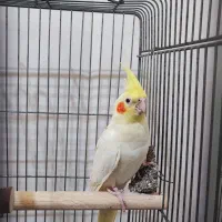 عروس هلندی جفت
