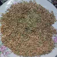 شالی دله درجه یک