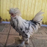 خروس سلطان جوان