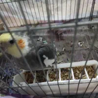 فروش سه عدد عروس هلندی|پرنده|رشت, دخانیات|دیوار