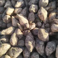 چغندر دامی و قندی