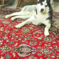 سگ بااصالت وشناسنامه دار