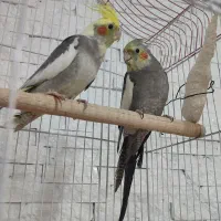 عروس هلندی نر و ماده