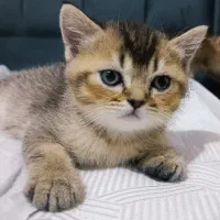 گربه بریتیش