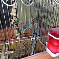 عروس هلندی‌سخنگو|پرنده|قم, شهر قائم|دیوار