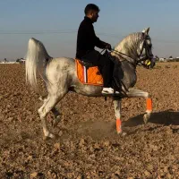 اسب سواری دار