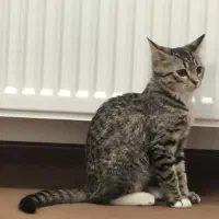 واگذاری گربه دیش