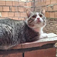 گربه پسر،ملوس،و کپلی،اروم