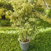 خدمات باغبانی وکشاورزی در شهریار کرج تهران|خدمات باغبانی و درختکاری|شهریار, کرد امیر|دیوار