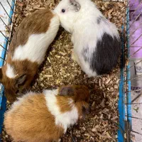 خوکچه هندی|موش و خرگوش|سهند, |دیوار