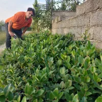 گل یاس سطل ۳