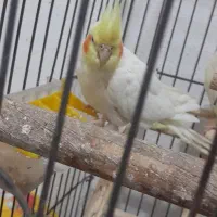 پرنده|پرنده|کیش, |دیوار