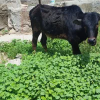 حیوانات مزرعه