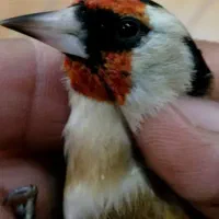 فروش سهره رسمی نر تضمینی|پرنده|شاهرود, |دیوار