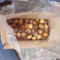 بزمانی خرمایی خوش خور وبا کیفیت