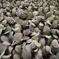 نِشآء کلََمِ پیِچ کآهو فِلفِل دُلمِه کَرَفس و غیره|خدمات باغبانی و درختکاری|دزفول, |دیوار