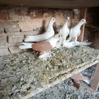 اوجا پاچا ایاخلی آغ  استثنایی