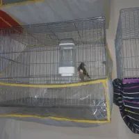 ۶ قناری سینه دارچین|پرنده|کرمان, |دیوار