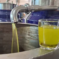 روغن زیتون 1404تولید ملی