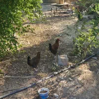 فروش مرغ و خروس محلی