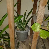 فروش تعدادی گل|گل و گیاه طبیعی|بندرعباس, |دیوار