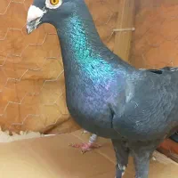 جفت زاغ و ساده