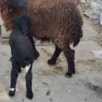 گوسفند مطفل با بره ماده یک ماهه|حیوانات مزرعه|بندر ماهشهر, |دیوار